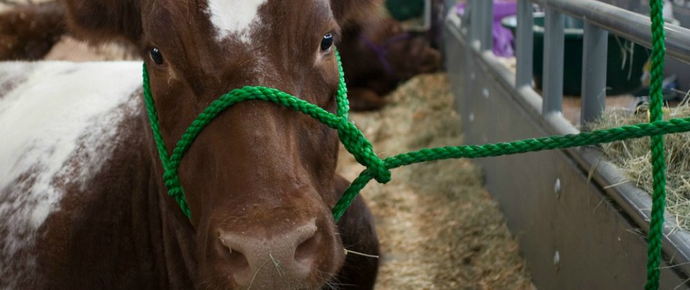 Landwirtschaft